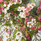 Christmas Table Flowers (Australian Natives)