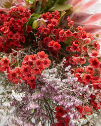 Christmas Flowers