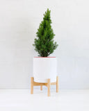 Christmas Tree in Stand (100cm)
