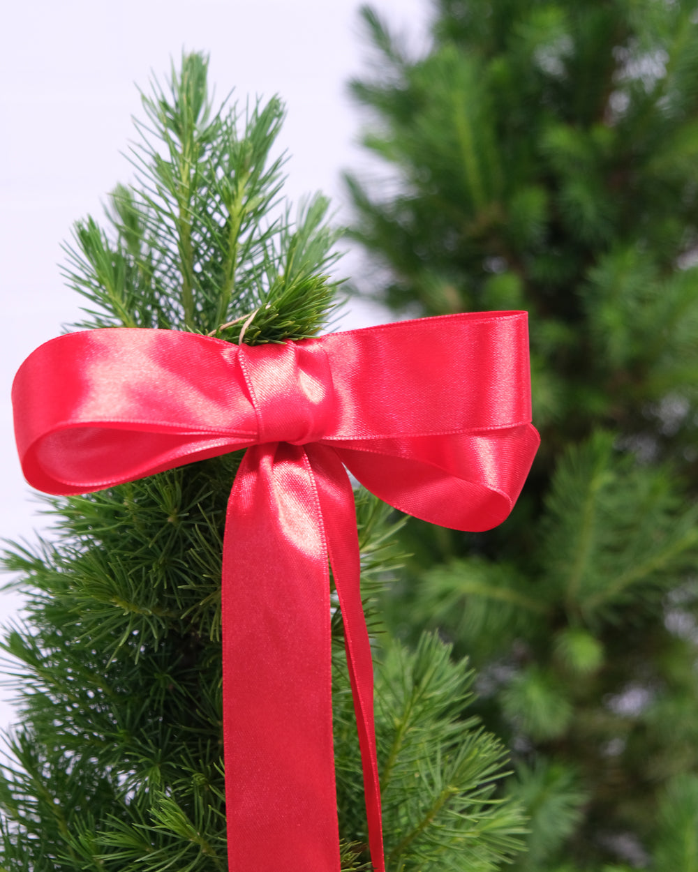 Large Christmas Tree