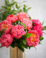 Coral Peonies