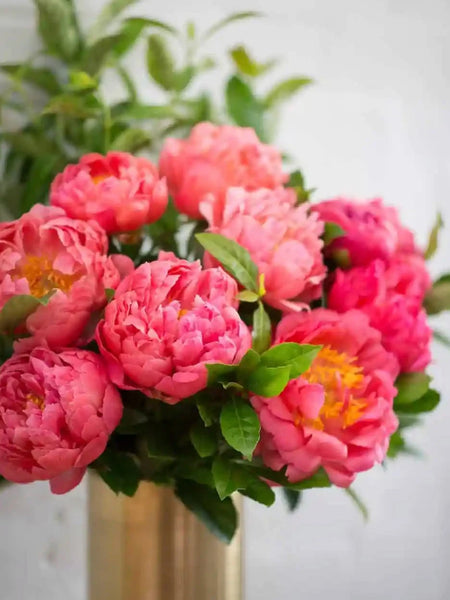 Coral Peonies