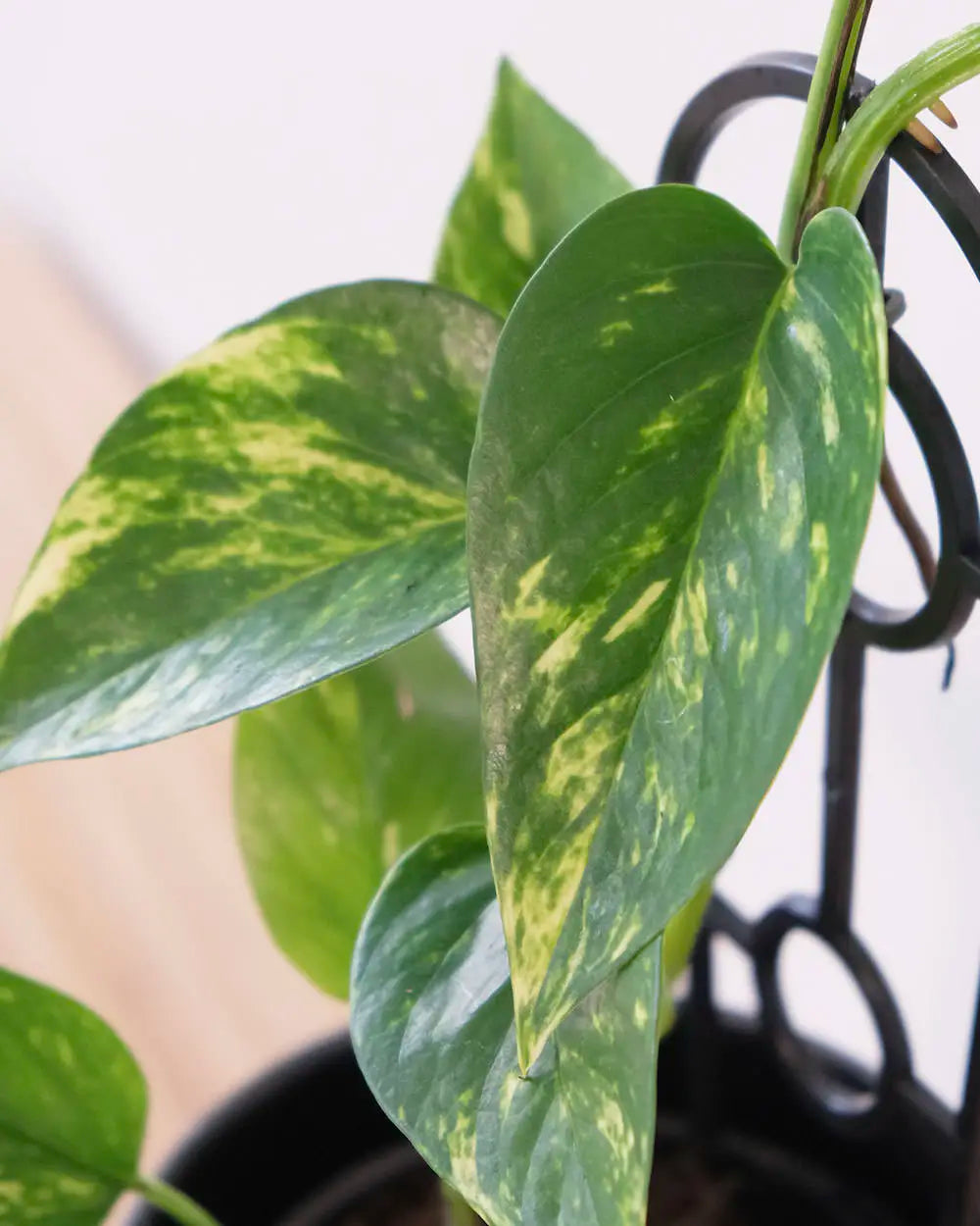 Devil’s Ivy in Black Contoured Pot