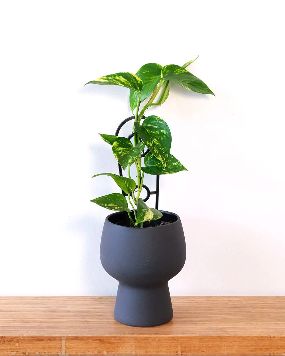 Devil’s Ivy in Black Contoured Pot