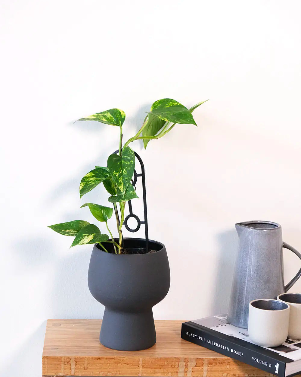 Devil’s Ivy in Black Contoured Pot