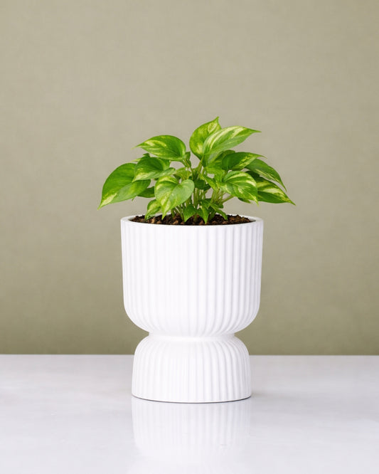 Devil's Ivy in Podium Pot