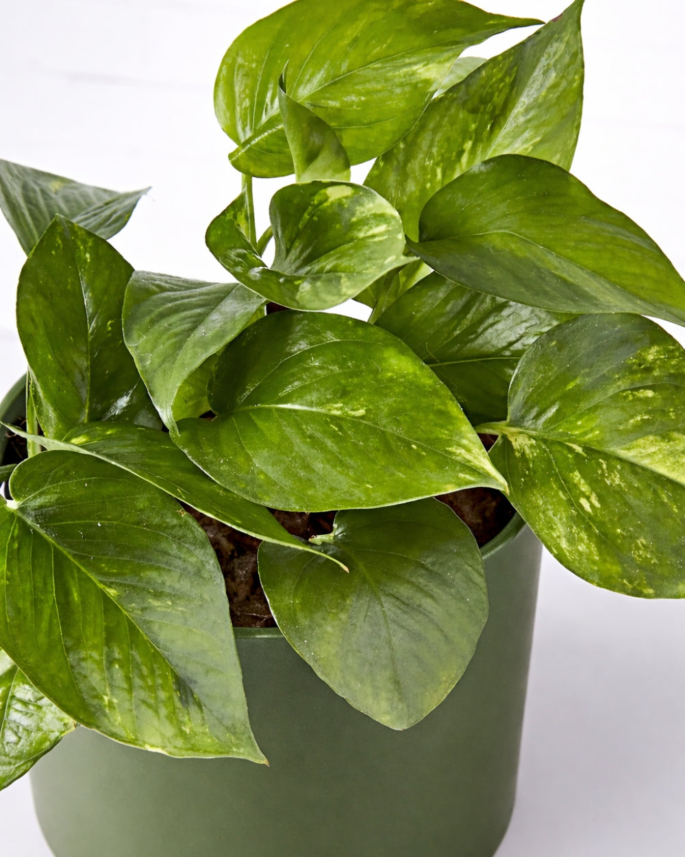 Devil's Ivy in Green Pot