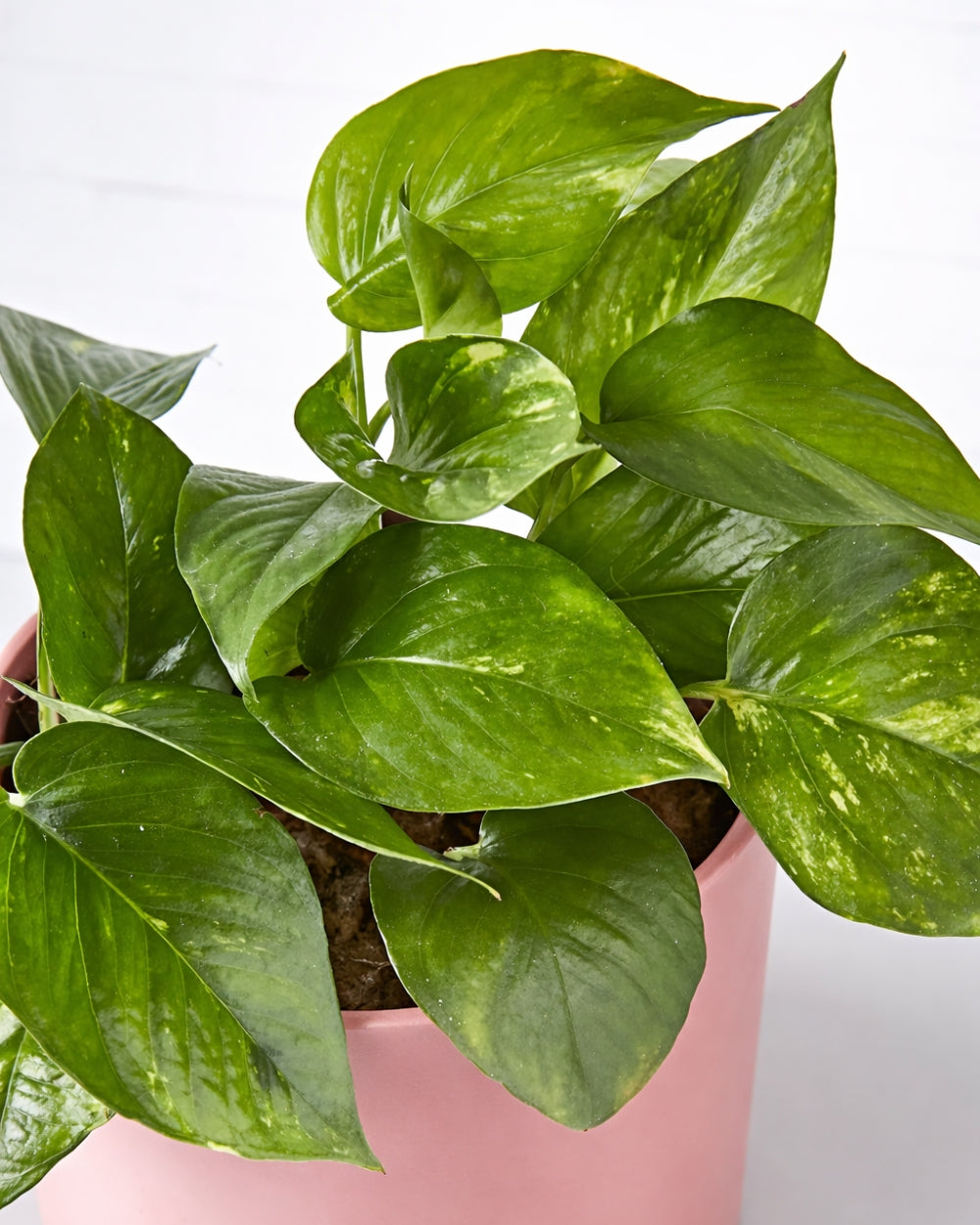 Devil's Ivy in Pink Pot