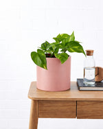 Devil's Ivy in Pink Pot