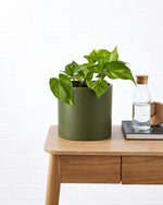 Devil's Ivy in Green Pot