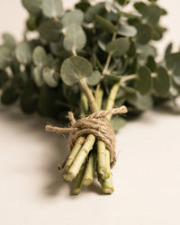 Eucalyptus Shower Ritual