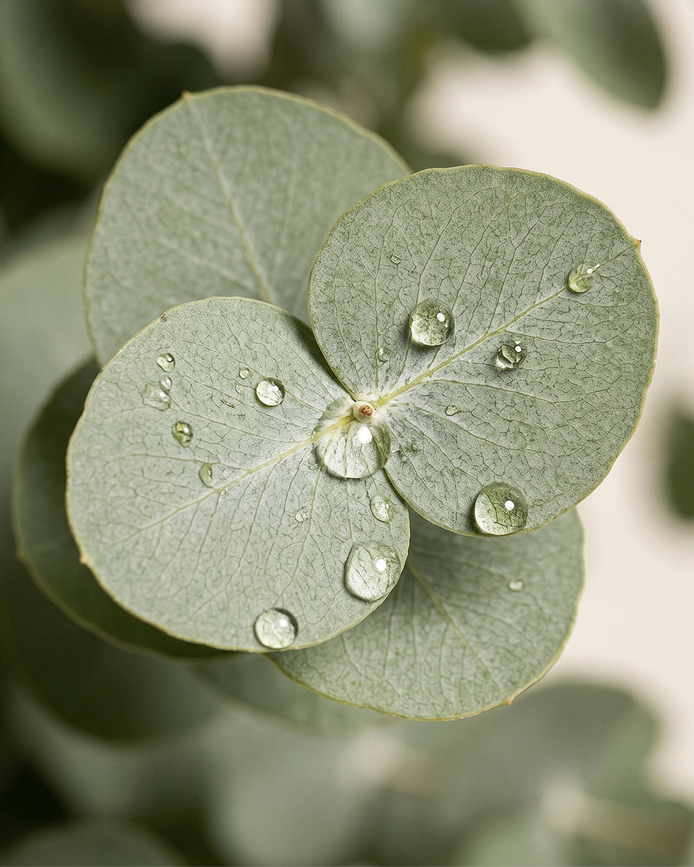 Eucalyptus Shower Ritual