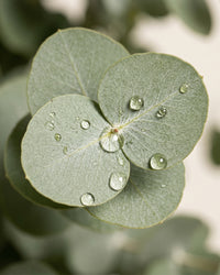 Eucalyptus Shower Ritual
