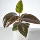 Ficus Elastica Ruby in White Pot (120mm)