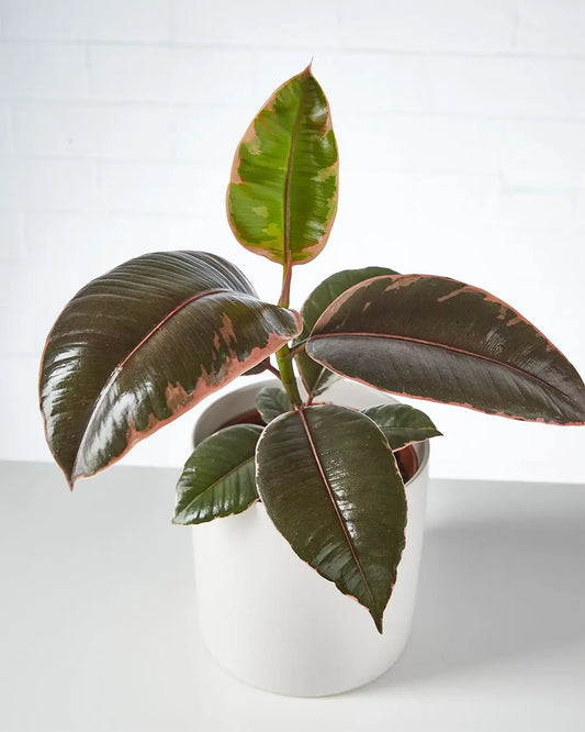 Ficus Elastica Ruby in White Pot (120mm)