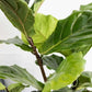 Fiddle Leaf Fig in White Pot (190mm)