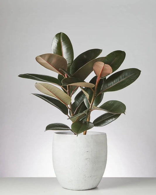 Ficus