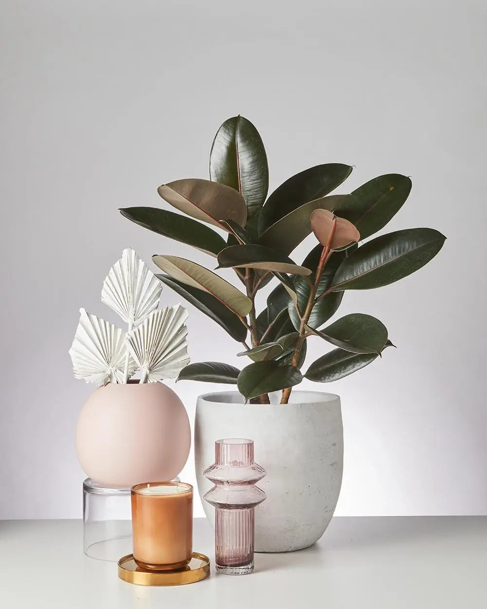 Ficus Elastica