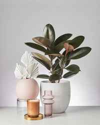 Ficus Elastica