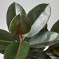 Ficus Elastica Burgundy (190mm)