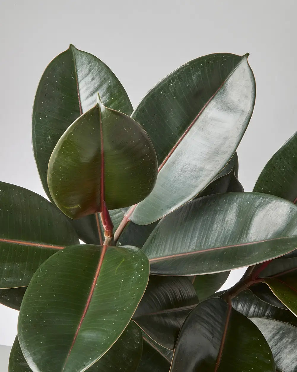 Ficus