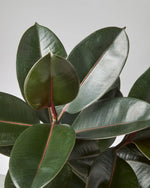 Ficus