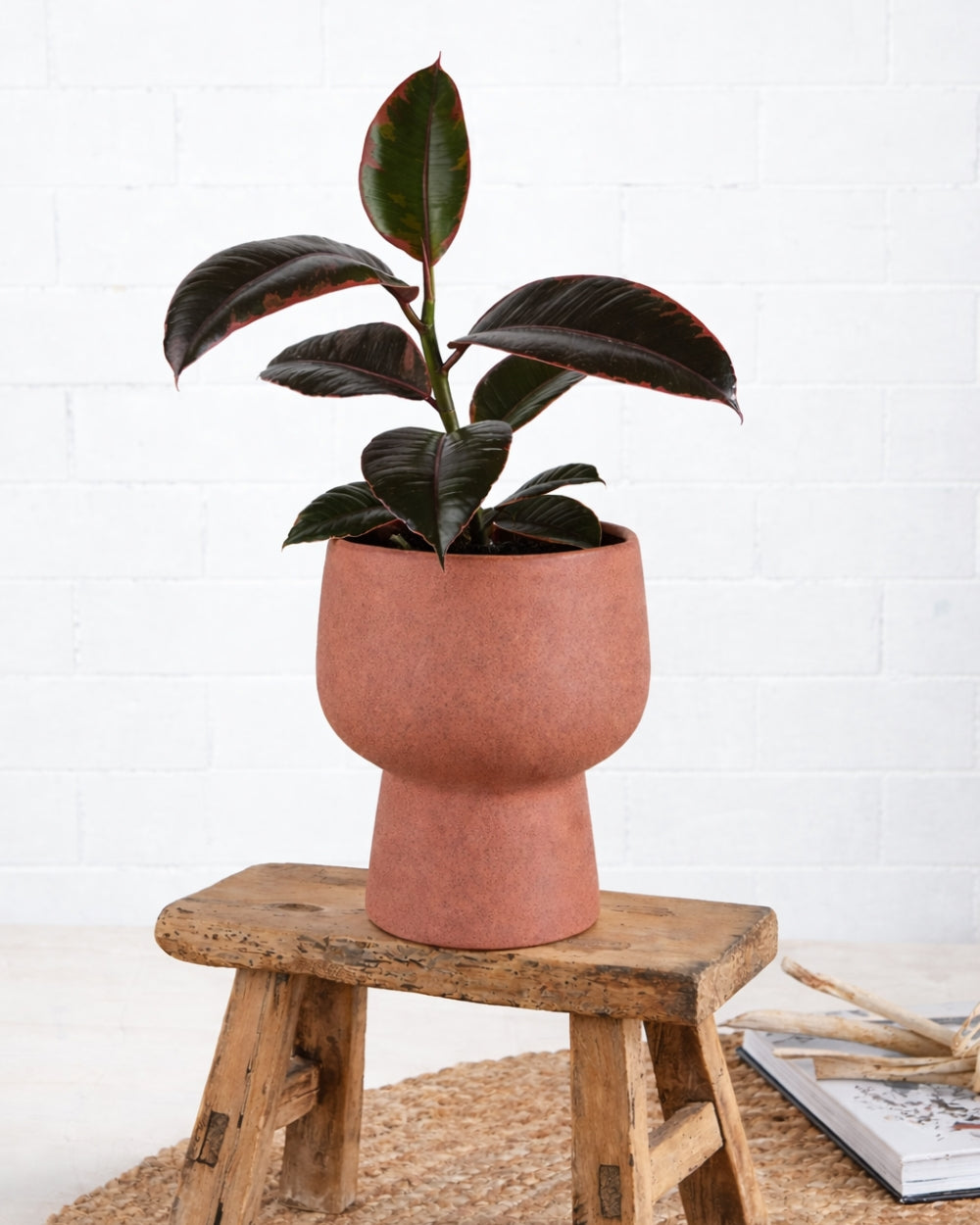 Ficus Burgundy in Terracotta pot 120mm