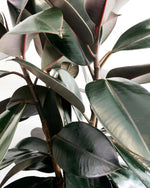 Ficus Burgundy in Terracotta pot 120mm
