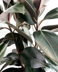 Ficus Burgundy in Terracotta pot 120mm