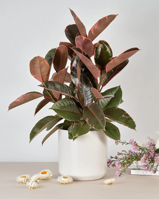 Ficus Elastica Ruby in White Pot (170mm)