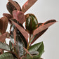 Ficus Elastica Ruby in White Pot (170mm)