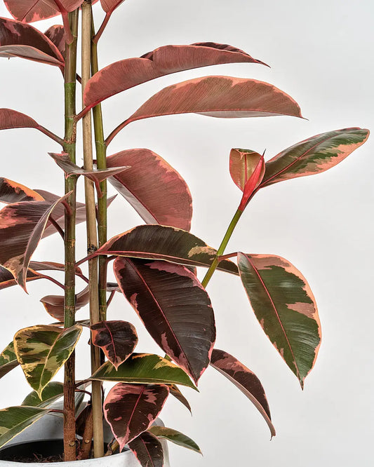 Ficus Elastica Ruby (Tall)