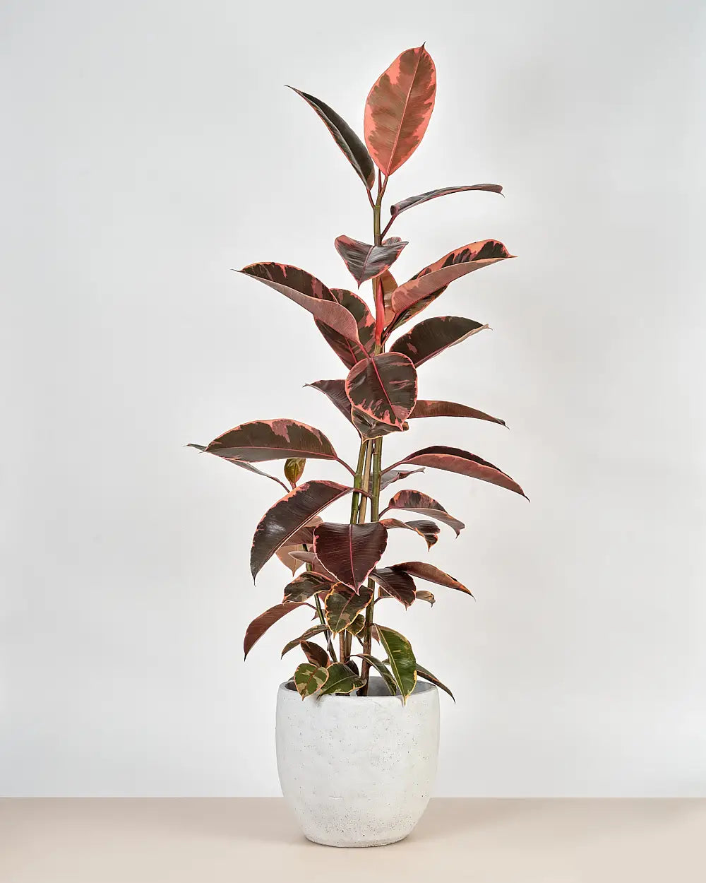 Ficus Elastica Ruby (Tall)