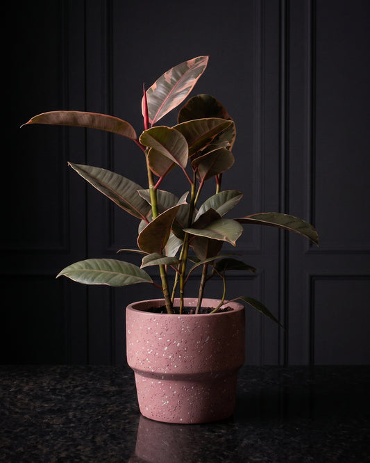 Ficus Elastica Ruby in a dusty pink pot on a charcoal plinth