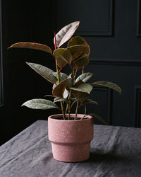 Ficus Elastica Ruby in a dusty pink pot on charcoal linen