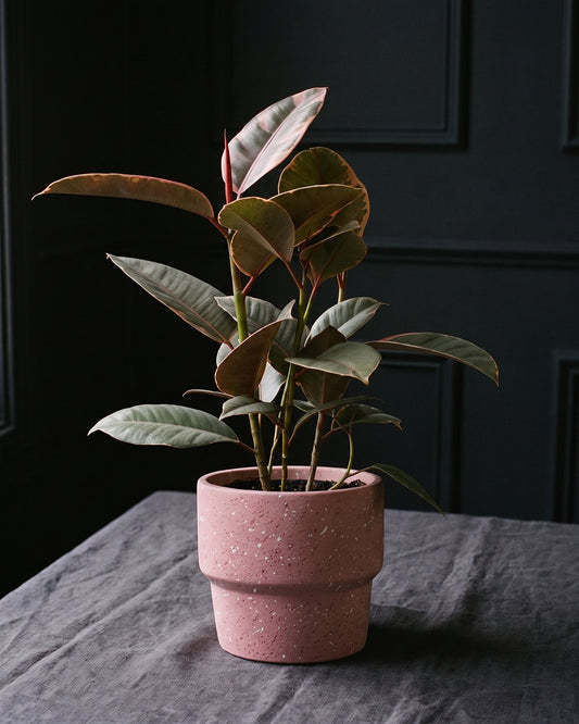 Ficus Elastica Ruby in a dusty pink pot on charcoal linen