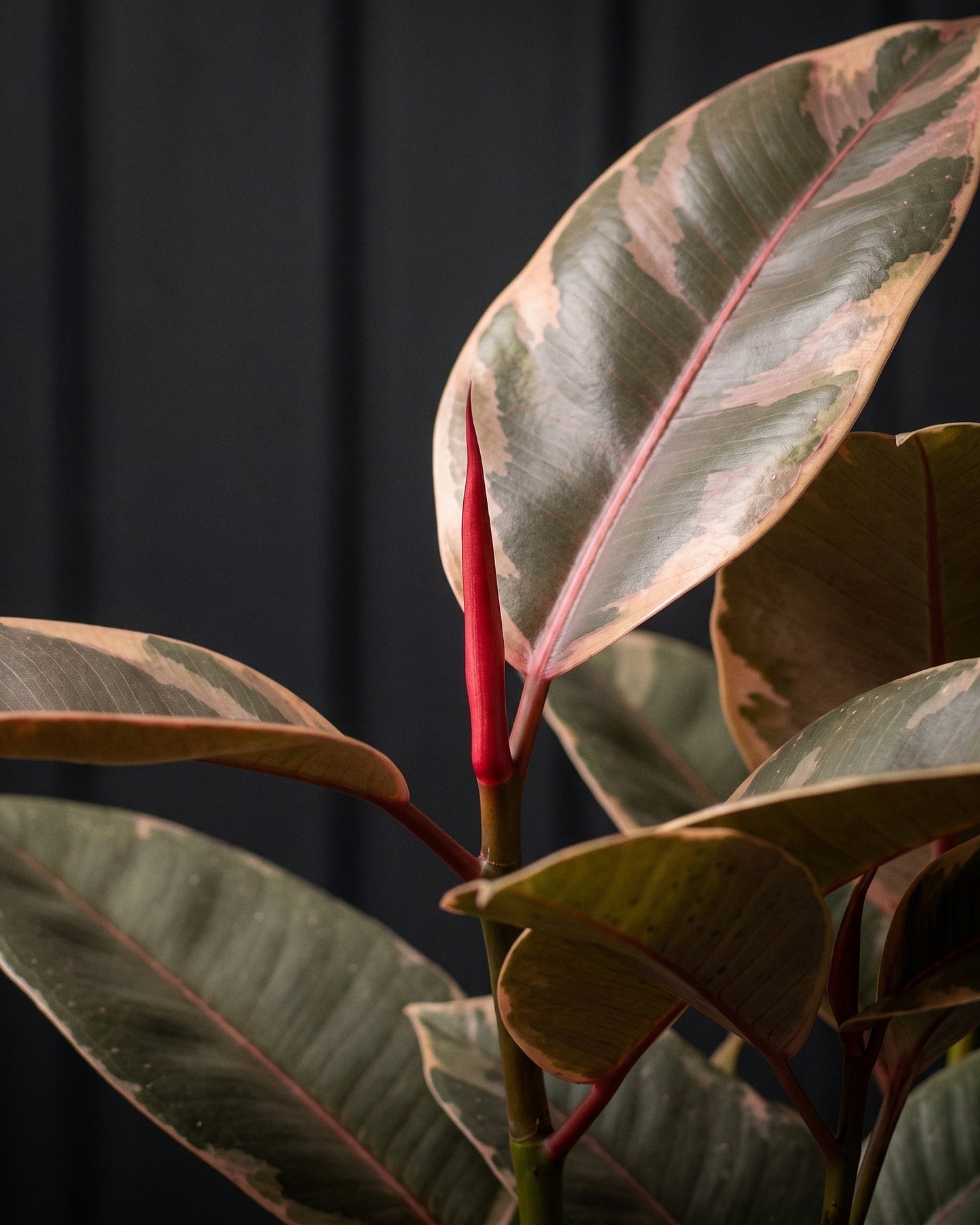 Close detail of Ficus Elastica Ruby leaves and red new-leaf sheath