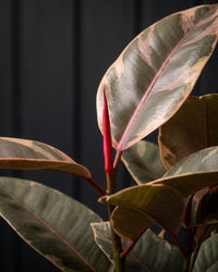 Close detail of Ficus Elastica Ruby leaves and red new-leaf sheath