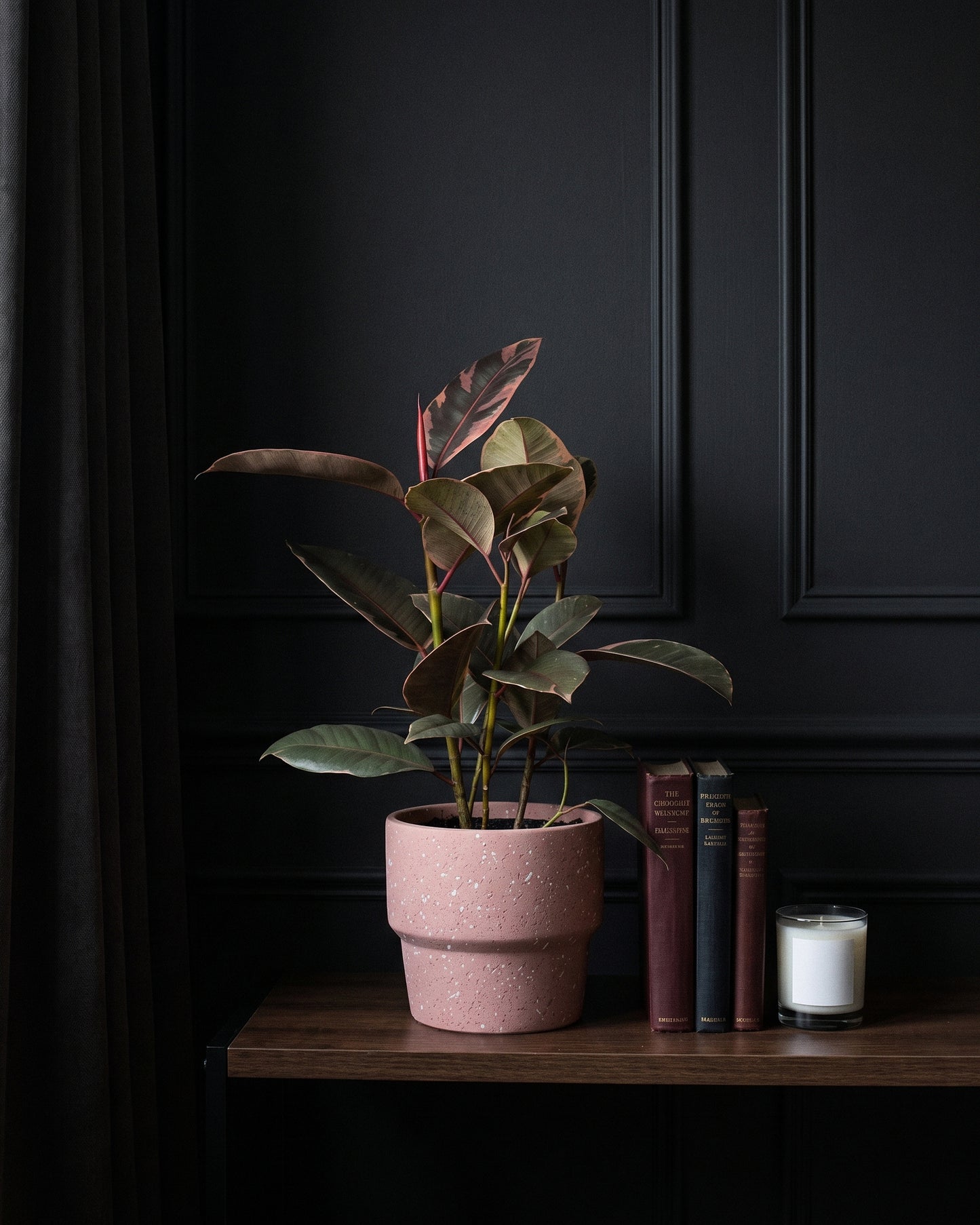 Ficus Elastica Ruby in a dusty pink pot on a dark timber shelf