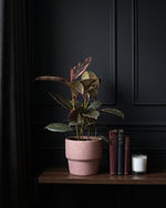 Ficus Elastica Ruby in a dusty pink pot on a dark timber shelf