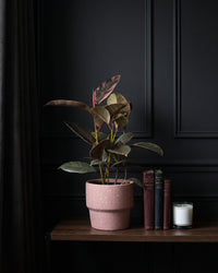Ficus Elastica Ruby in a dusty pink pot on a dark timber shelf