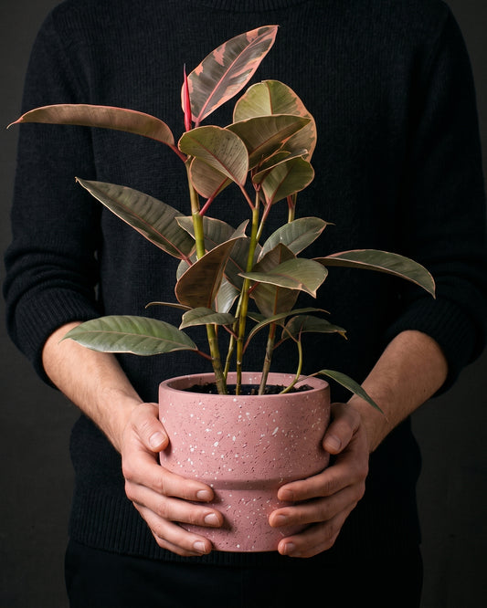 Ficus Elastica Ruby in a dusty pink pot held in two hands