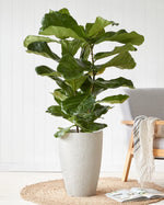 fig and bloom
