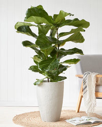 fig and bloom