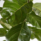 Fiddle Leaf Fig (Extra Large)