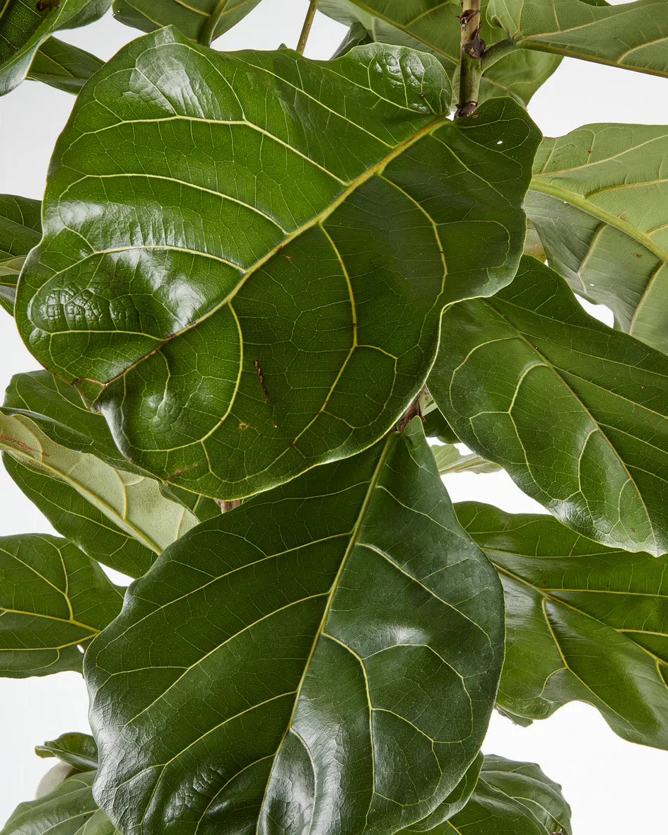 Fiddle Leaf