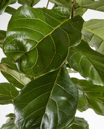 Fiddle Leaf