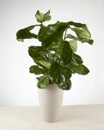 Fiddle Leaf