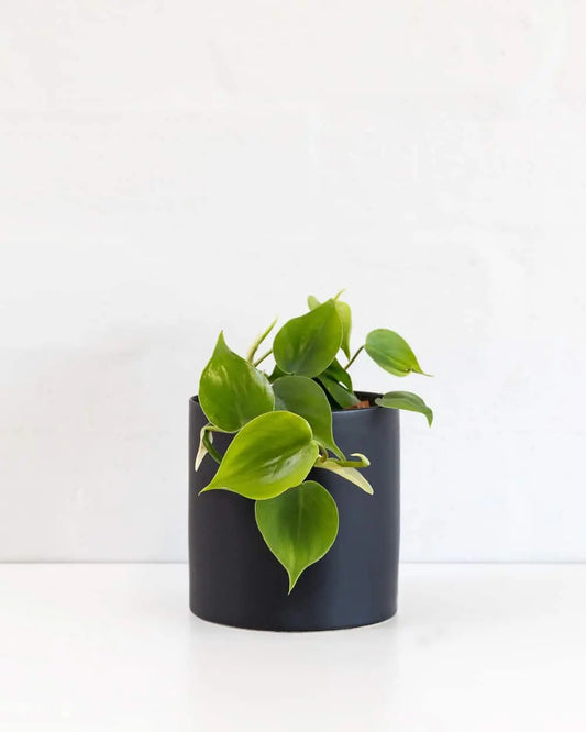 Heartleaf Philodendron in Black Pot (120mm)
