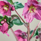 Hellebore